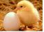 मानसिक स्वास्थ्य: मुर्गियां और अंडे